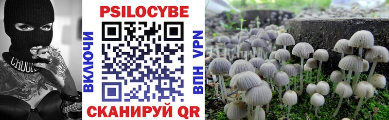 Купить где  Сосновка  Галлюциногенные грибы Psilocybe 